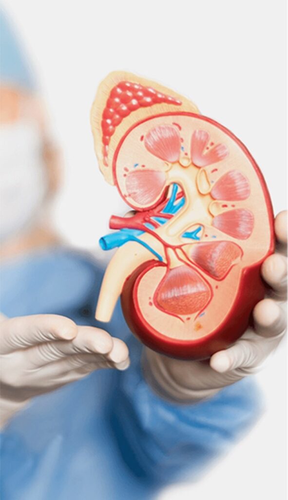 nephrology